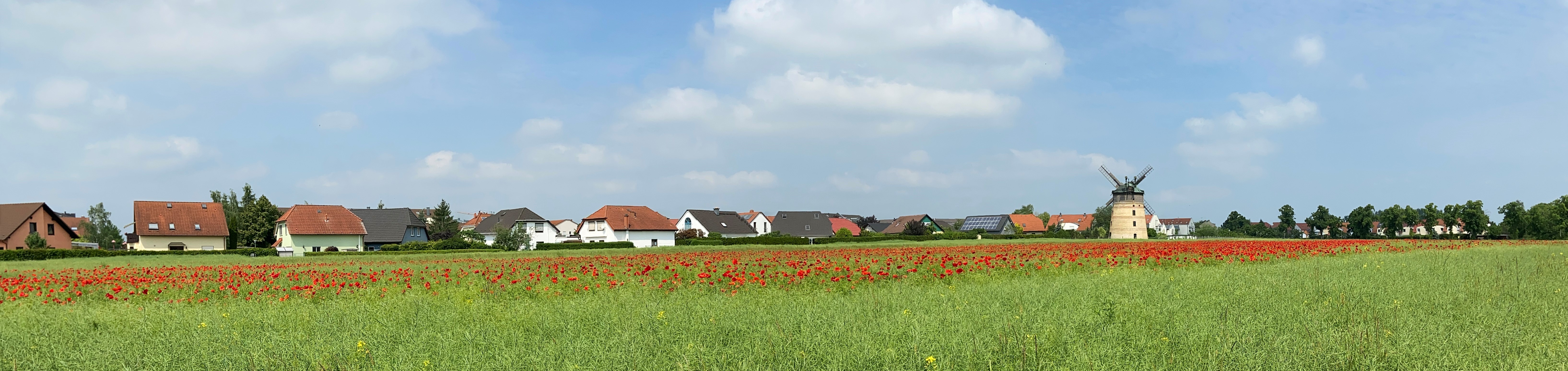 Weizenfeld mit Mohnblumen in Lindenthal
